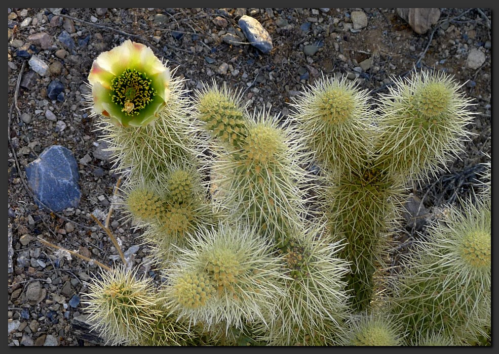 P1010179-crop-mod.jpg