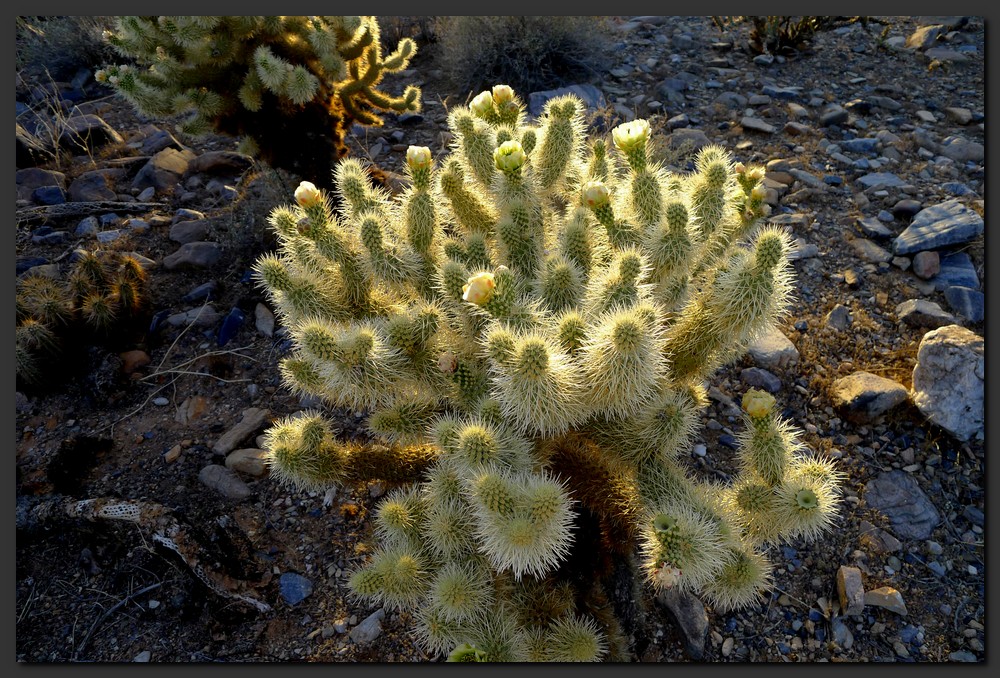 P1010188-mod.jpg