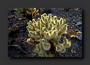 P1010188-mod.jpg