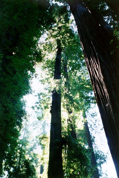 96-Redwoods-01