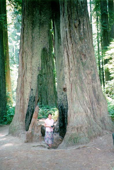 96-Redwoods-02