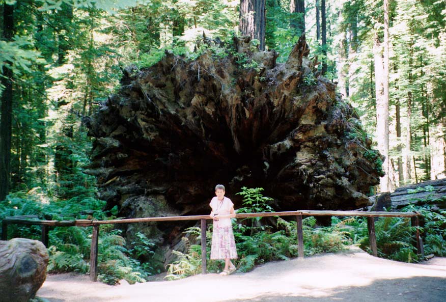 96-Redwoods-03