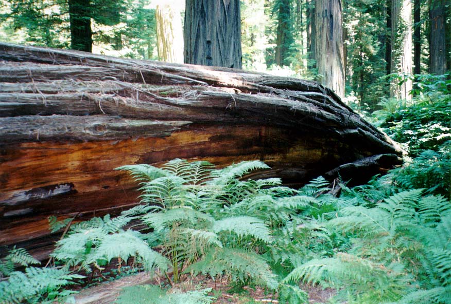 96-Redwoods-04