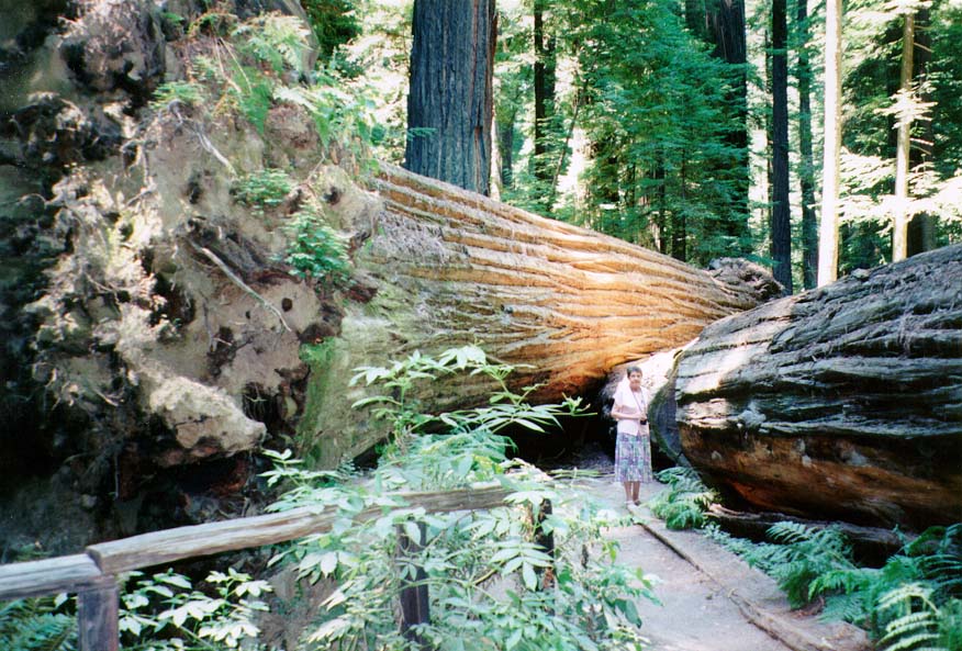 96-Redwoods-05