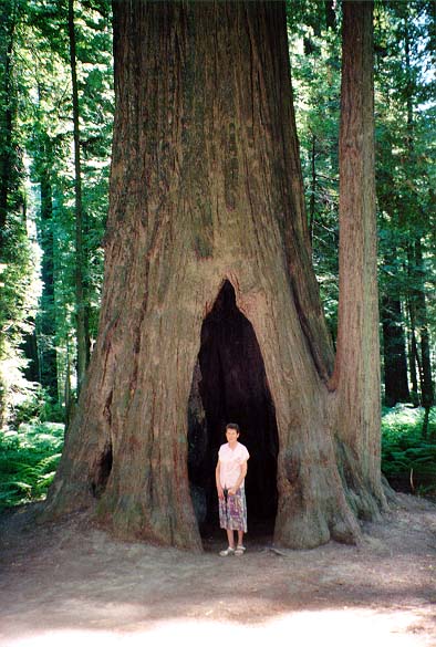 96-Redwoods-06