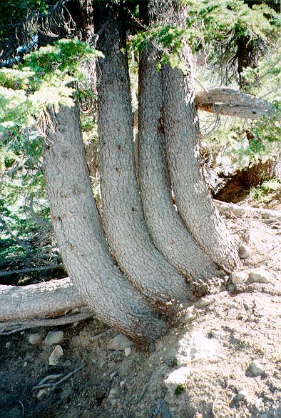 S06-96-Lassen-10